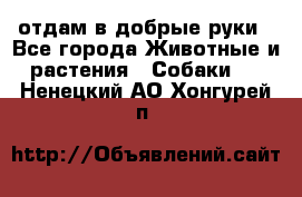 отдам в добрые руки - Все города Животные и растения » Собаки   . Ненецкий АО,Хонгурей п.